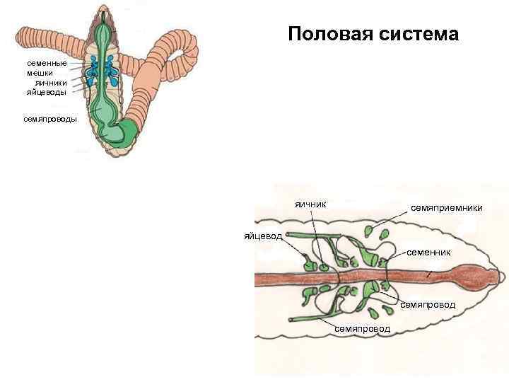 Половая система