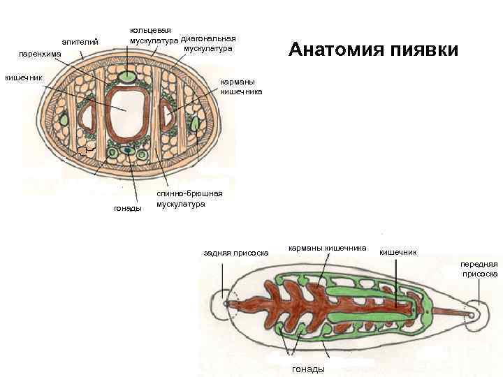 Целом род. Целом строение. Схема развития целома у пиявок. Гонады у червей. Строение целома у аплакофоры.