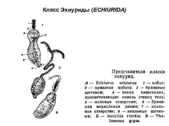 Класс Эхиуриды (ECHIURIDA) 