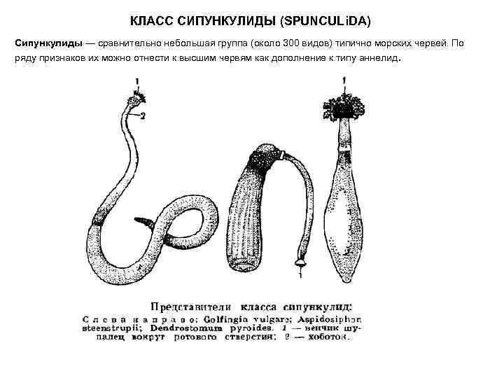 Сравнительно невелики