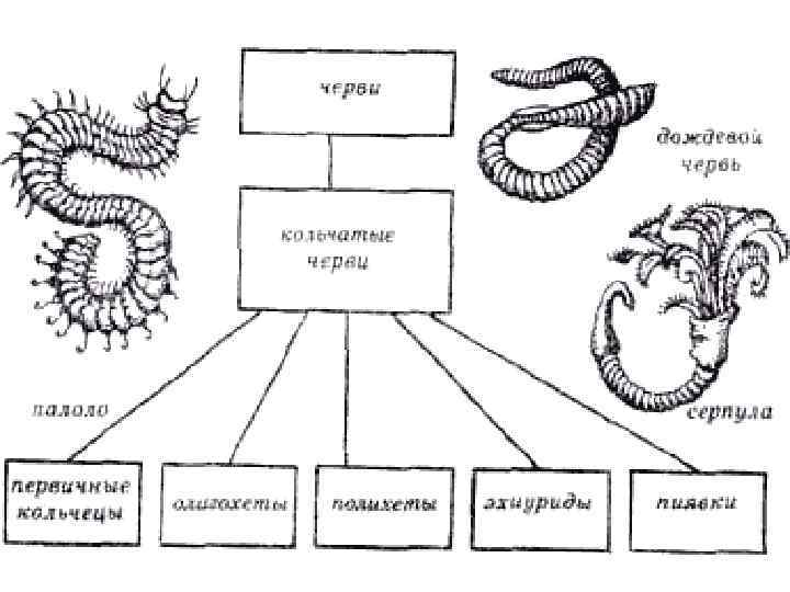 Классификация червей схема