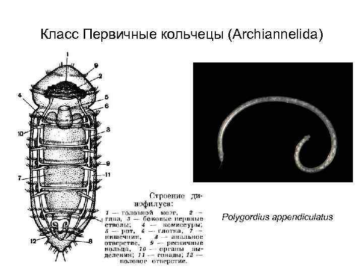 Класс Первичные кольчецы (Archiannelida) Polygordius appendiculatus 