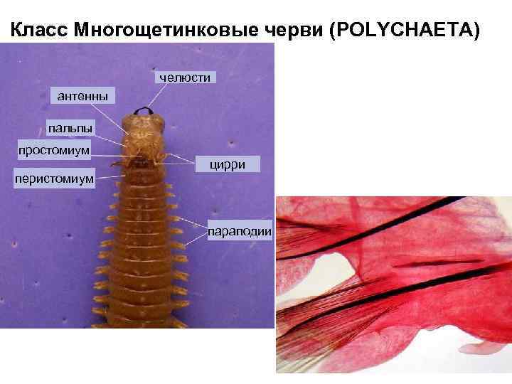 Класс Многощетинковые черви (POLYCHAETA) челюсти антенны пальпы простомиум перистомиум цирри параподии 