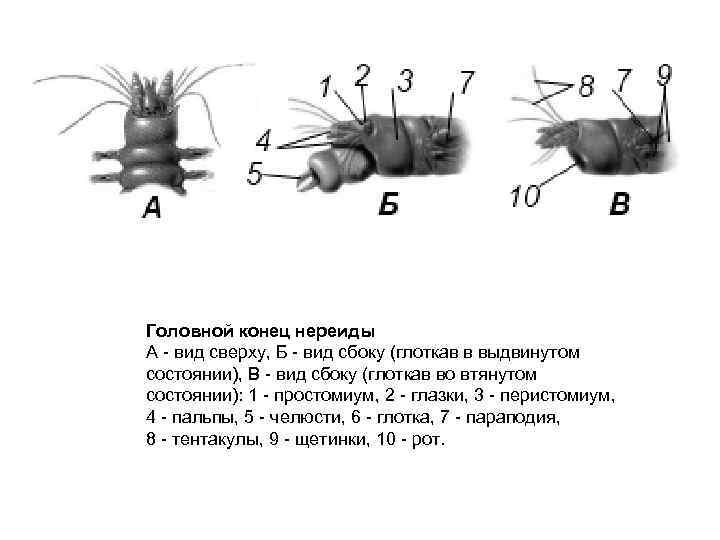 Головной конец нереиды А - вид сверху, Б - вид сбоку (глоткав в выдвинутом