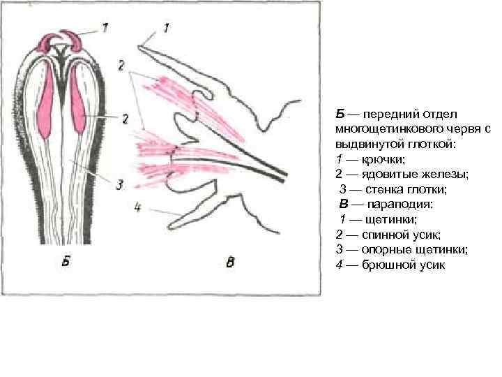 Б — передний отдел многощетинкового червя с выдвинутой глоткой: 1 — крючки; 2 —
