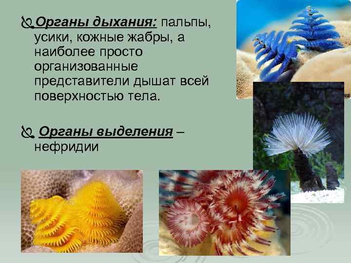 ÏОрганы дыхания: пальпы, усики, кожные жабры, а наиболее просто организованные представители дышат всей поверхностью