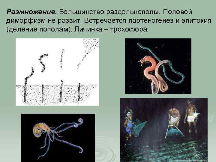 Размножение. Большинство раздельнополы. Половой диморфизм не развит. Встречается партеногенез и эпитокия (деление пополам). Личинка