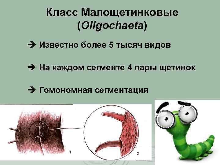 Класс Малощетинковые (Oligochaeta) è Известно более 5 тысяч видов è На каждом сегменте 4