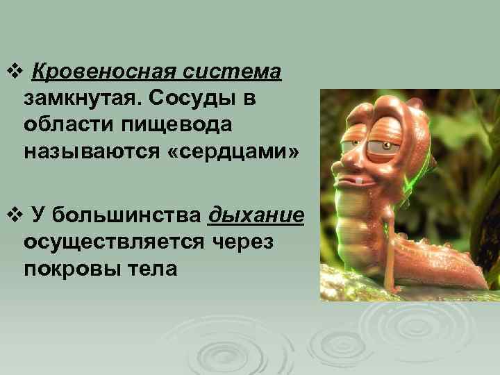 v Кровеносная система замкнутая. Сосуды в области пищевода называются «сердцами» v У большинства дыхание