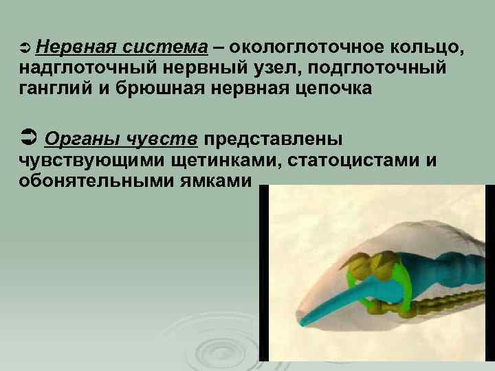 Ü Нервная система – окологлоточное кольцо, надглоточный нервный узел, подглоточный ганглий и брюшная нервная