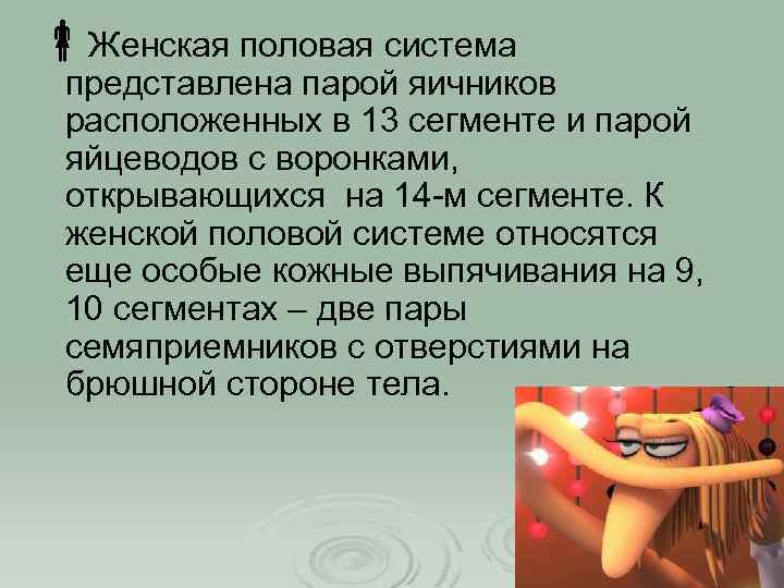  Женская половая система представлена парой яичников расположенных в 13 сегменте и парой яйцеводов