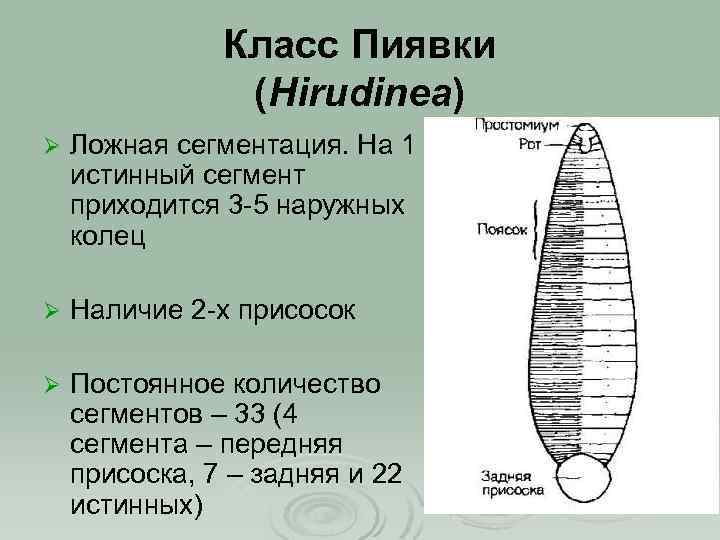 Какой тип питания характерен для финвала изображенного на рисунке