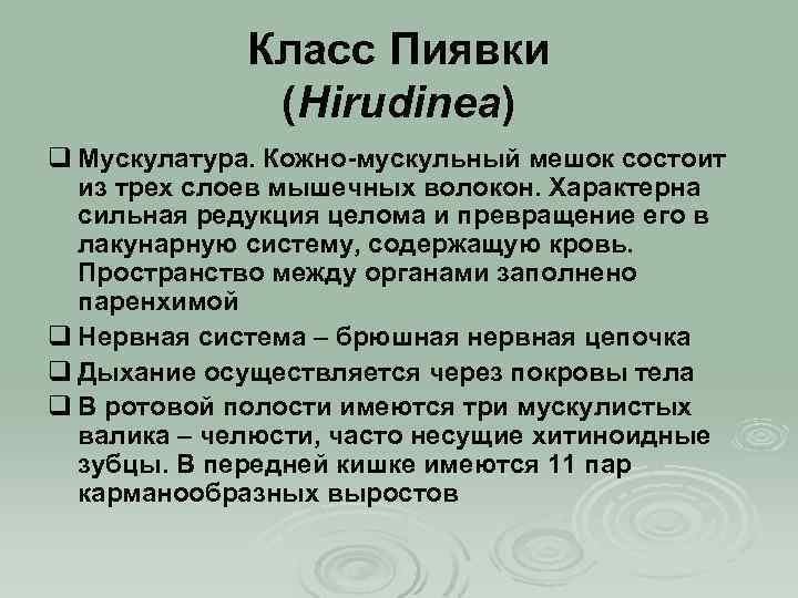Класс Пиявки (Hirudinea) q Мускулатура. Кожно-мускульный мешок состоит из трех слоев мышечных волокон. Характерна