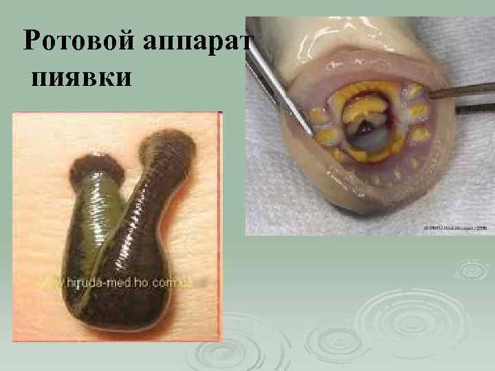 Ротовой аппарат пиявки 