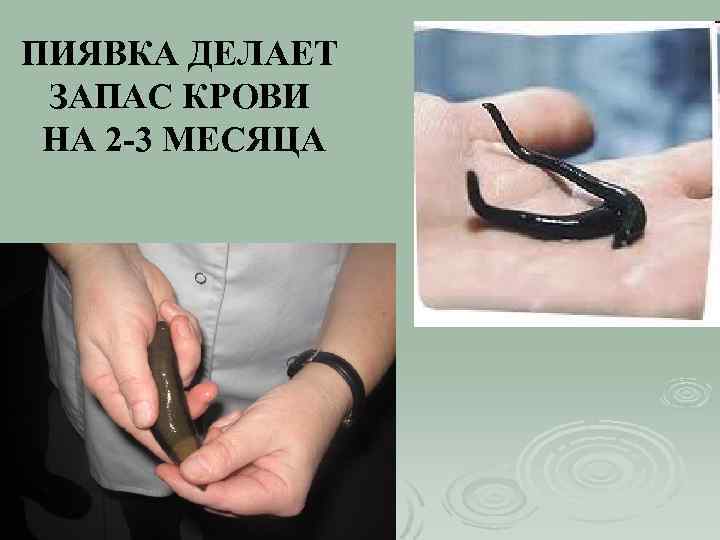 ПИЯВКА ДЕЛАЕТ ЗАПАС КРОВИ НА 2 -3 МЕСЯЦА 