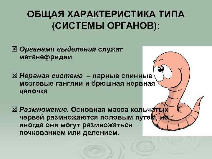 ОБЩАЯ ХАРАКТЕРИСТИКА ТИПА (СИСТЕМЫ ОРГАНОВ): ý Органами выделения служат метанефридии ý Нервная система –