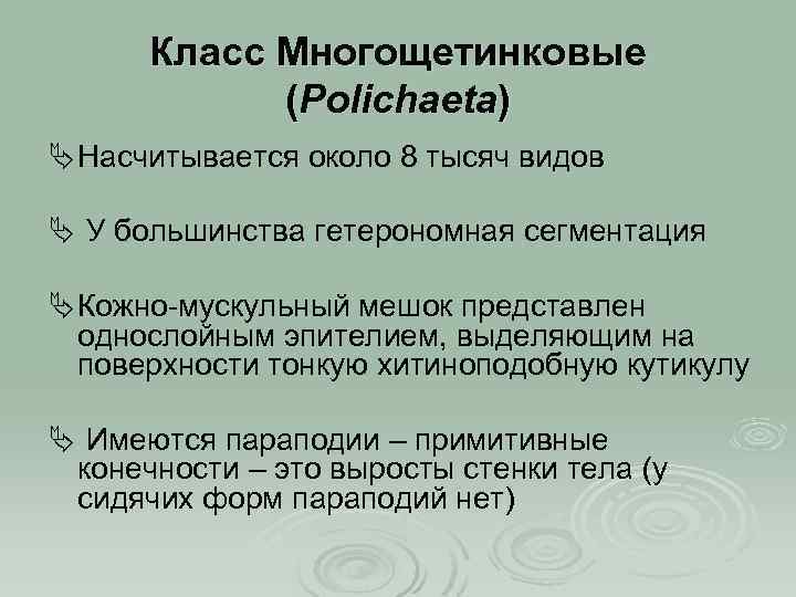 Класс Многощетинковые (Polichaeta) Ä Насчитывается около 8 тысяч видов Ä У большинства гетерономная сегментация