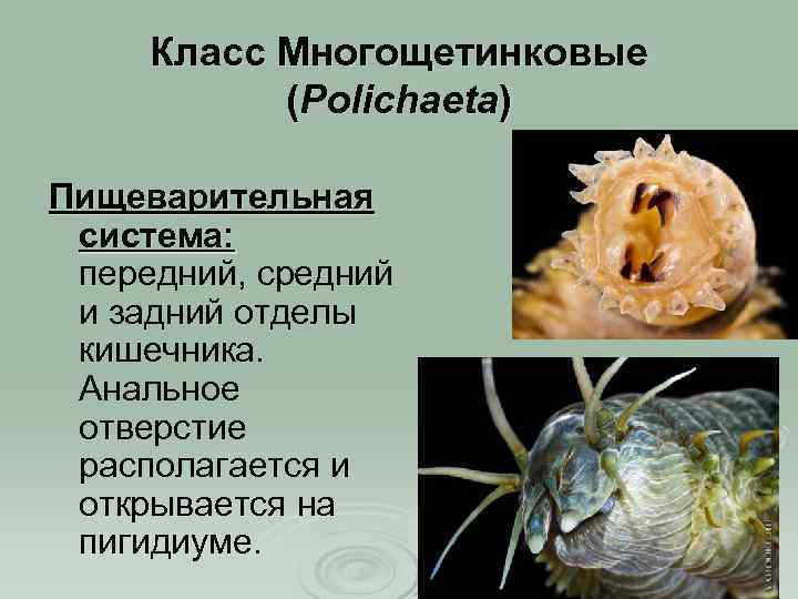 Класс Многощетинковые (Polichaeta) Пищеварительная система: передний, средний и задний отделы кишечника. Анальное отверстие располагается