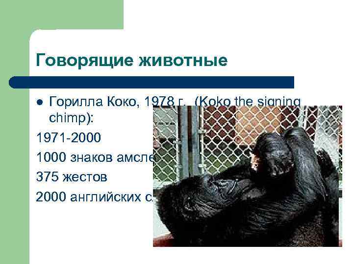 Говорящие животные Горилла Коко, 1978 г. (Koko the signing chimp): 1971 -2000 1000 знаков