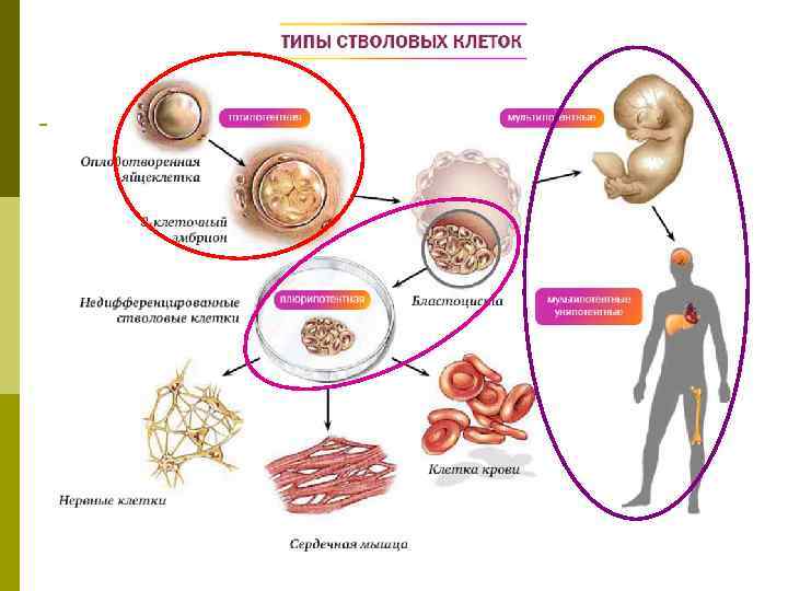 Сообщества клеток 