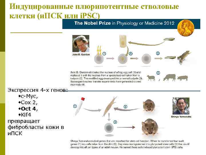 Индуцированные плюрипотентные стволовые клетки (и. ПСК или i. PSC) Экспрессия 4 -х генов: •