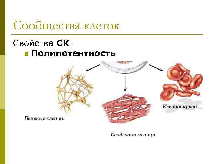 Сообщества клеток Свойства СК: n Полипотентность 