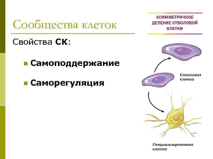 Сообщества клеток Свойства СК: n Самоподдержание n Саморегуляция 