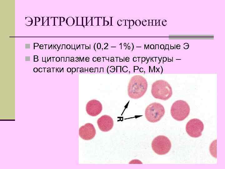 ЭРИТРОЦИТЫ строение n Ретикулоциты (0, 2 – 1%) – молодые Э n В цитоплазме