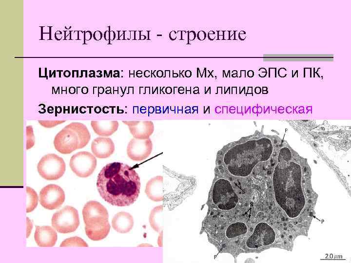 Нейтрофилы - строение Цитоплазма: несколько Мх, мало ЭПС и ПК, много гранул гликогена и