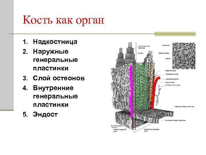 Костные пластинки