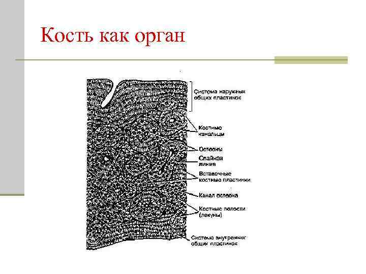 Кость как орган 