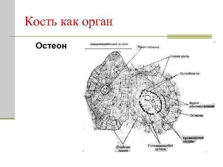 Строение остеона рисунок с подписями