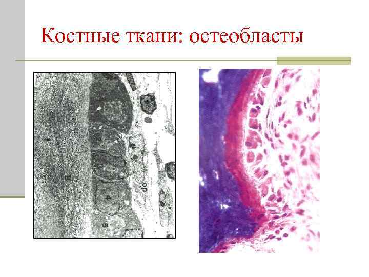 Костные ткани: остеобласты 