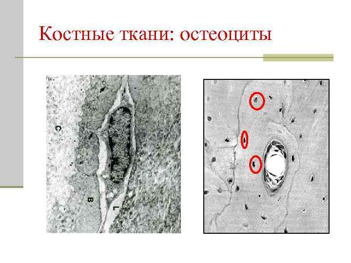 Костные ткани: остеоциты 