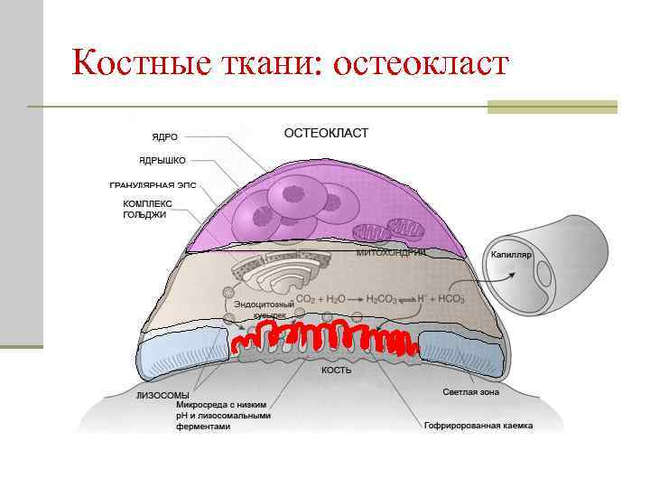 Схема строение остеокласта