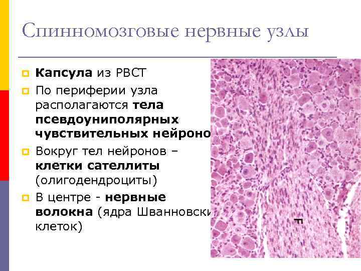 Спинномозговые нервные узлы p p Капсула из РВСТ По периферии узла располагаются тела псевдоуниполярных