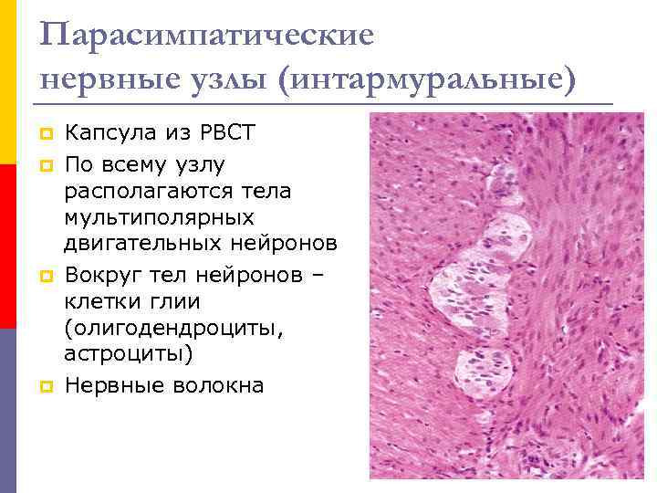 Парасимпатические нервные узлы (интармуральные) p p Капсула из РВСТ По всему узлу располагаются тела