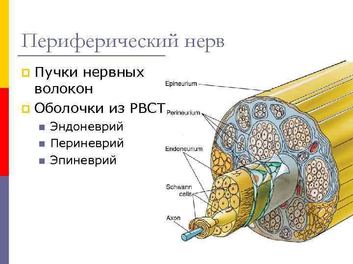 Периферические нервы