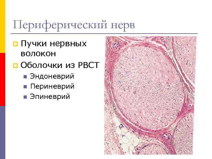 Периферический нерв Пучки нервных волокон p Оболочки из РВСТ p n n n Эндоневрий