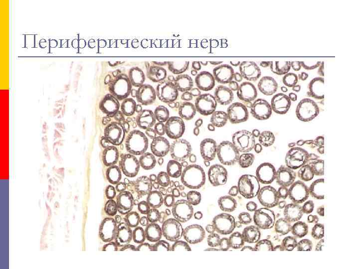 Периферический нерв 