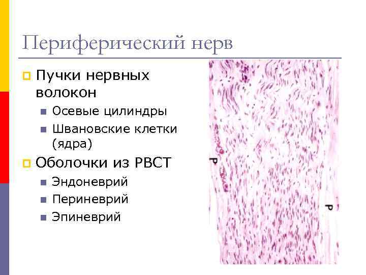 Периферический нерв p Пучки нервных волокон n n p Осевые цилиндры Швановские клетки (ядра)