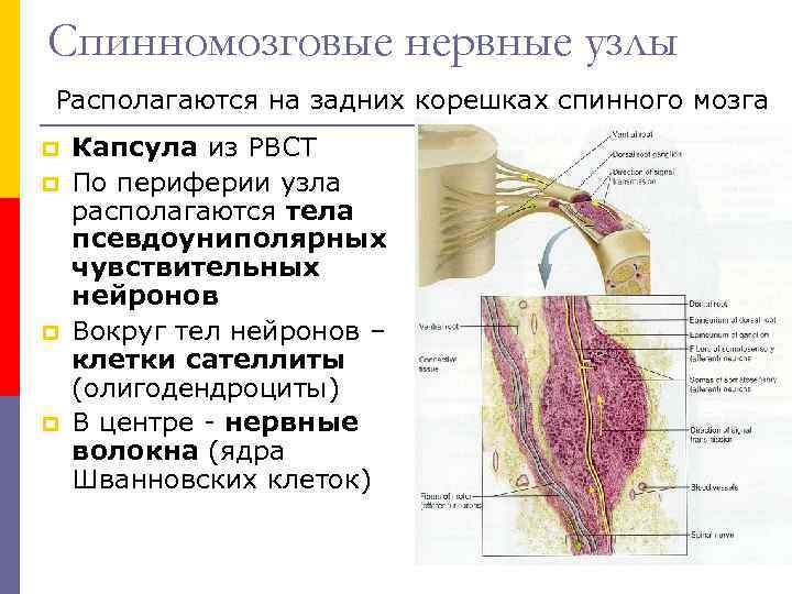 Нервные узлы спинного мозга