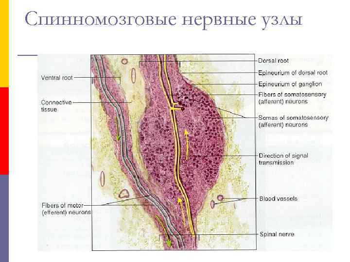 Спинномозговые нервные узлы 