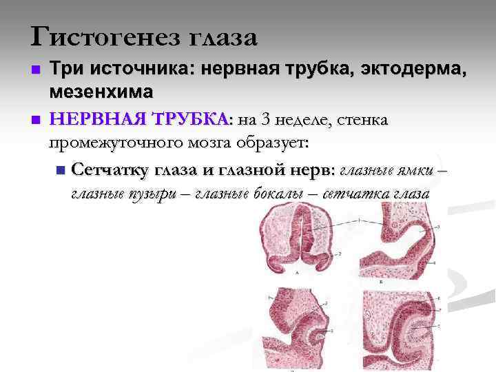 Функции нервной трубки. Гистогенез эпителиальных тканей. Гистогенез органа зрения. Нервная трубка гистология.