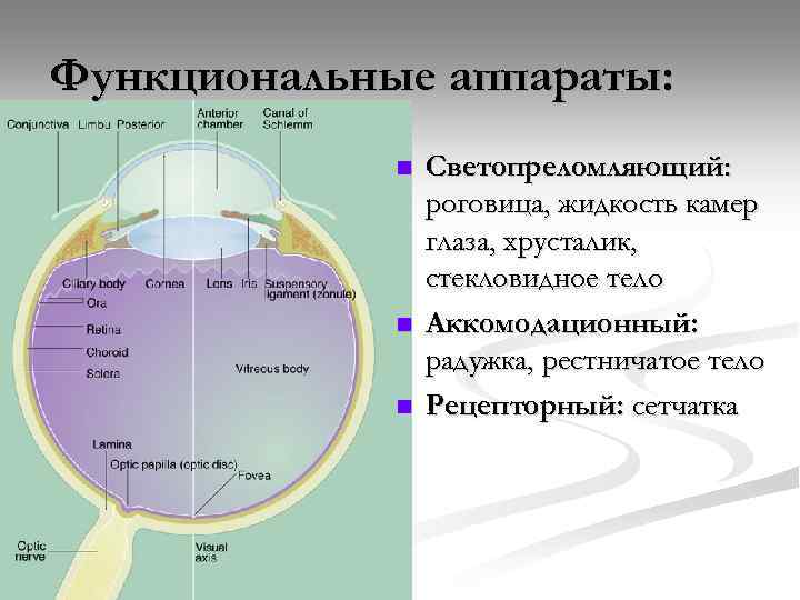 Общий план строения глазного яблока гистология