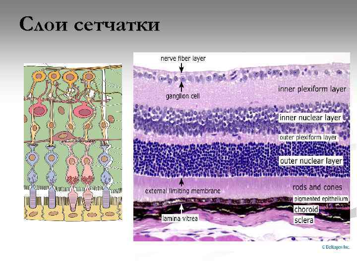 Слои сетчатки схема