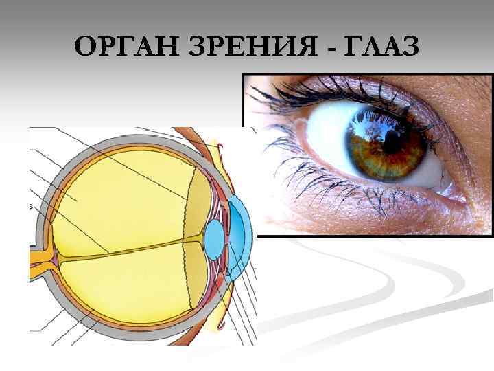 Глаз важный и сложный орган зрения проект