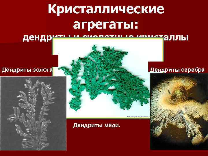 Кристаллические агрегаты: дендриты и скелетные кристаллы Дендриты золота Дендриты серебра Дендриты меди. 