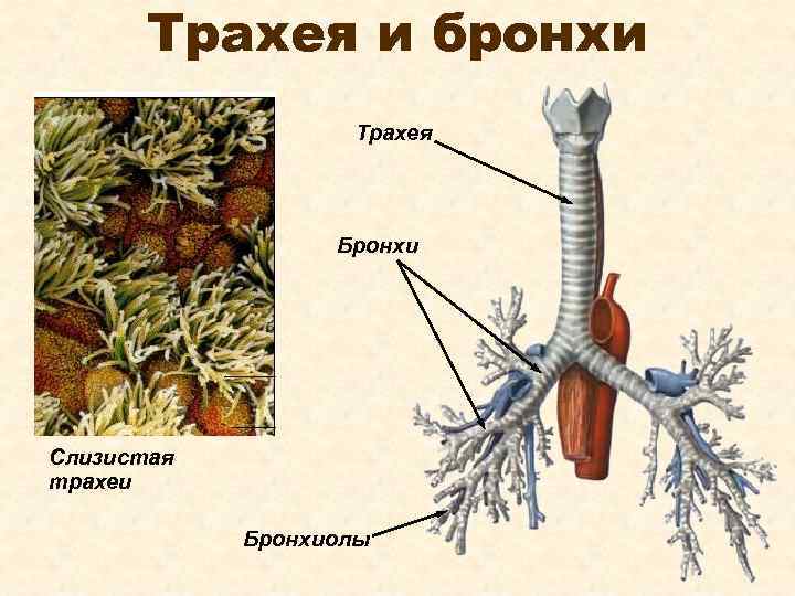Трахея и бронхи Трахея Бронхи Слизистая трахеи Бронхиолы 