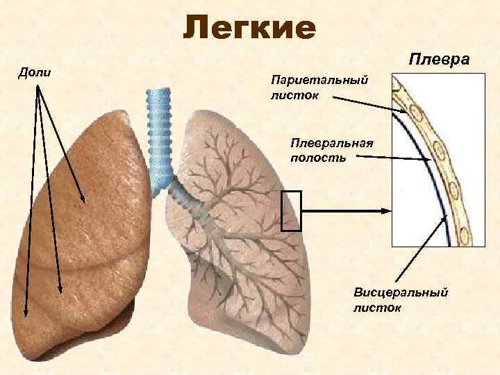 Легкие Доли Плевра Париетальный листок Плевральная полость Висцеральный листок 